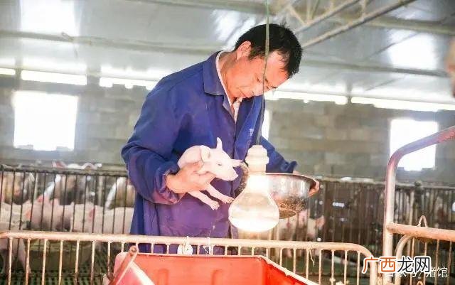 汝州招聘猪场技术员 新余养猪技术员招聘