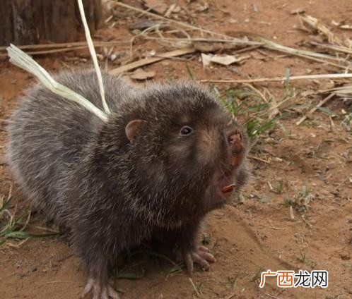 不要本钱的竹鼠养殖视频 中华竹鼠视频养殖技术