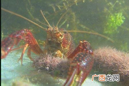 小型养殖什么最赚钱 重庆 养殖业加盟项目