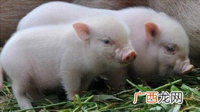 小型养殖什么最赚钱 重庆 养殖业加盟项目
