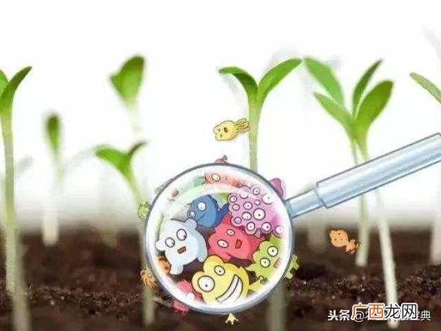 什么叫有机肥和无机肥？区别居然是这个