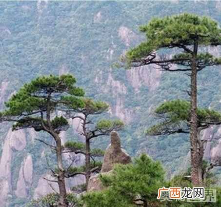 古诗岁寒三友指什么？岁寒三友的典故出自于哪
