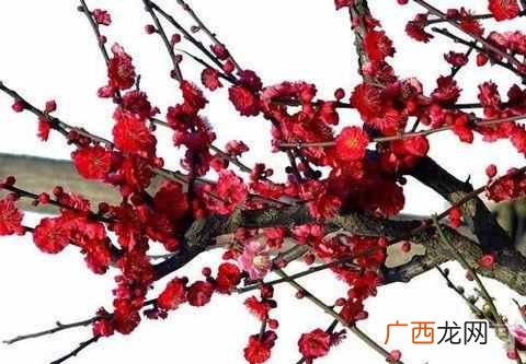 古诗岁寒三友指什么？岁寒三友的典故出自于哪