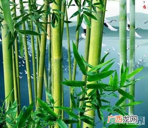 古诗岁寒三友指什么？岁寒三友的典故出自于哪