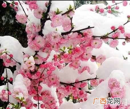 古诗岁寒三友指什么？岁寒三友的典故出自于哪