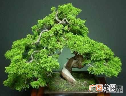 古诗岁寒三友指什么？岁寒三友的典故出自于哪