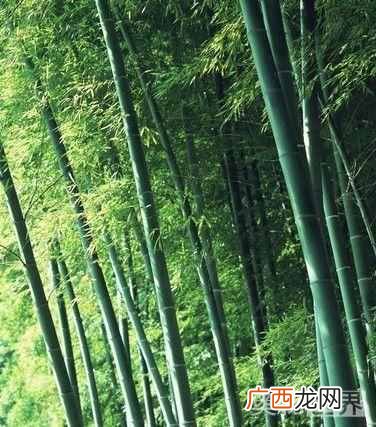 古诗岁寒三友指什么？岁寒三友的典故出自于哪