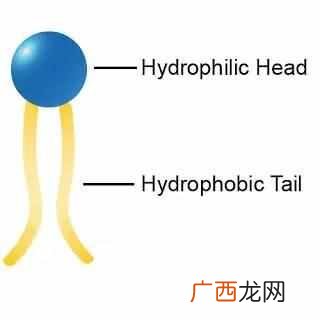 什么是表面活性剂?表面活性剂有什么危害