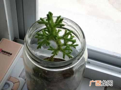 水杉是什么科植物？水杉为什么被称为活化石，