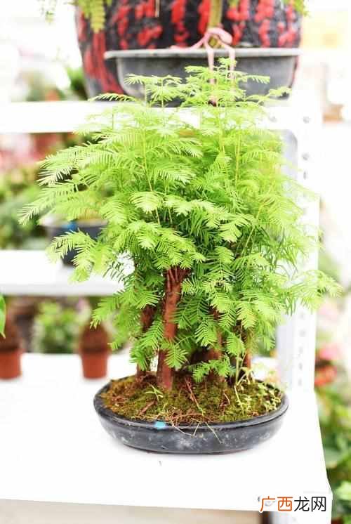 水杉是什么科植物？水杉为什么被称为活化石，