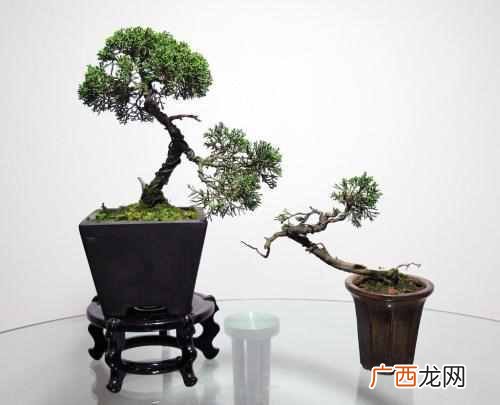 水杉是什么科植物？水杉为什么被称为活化石，