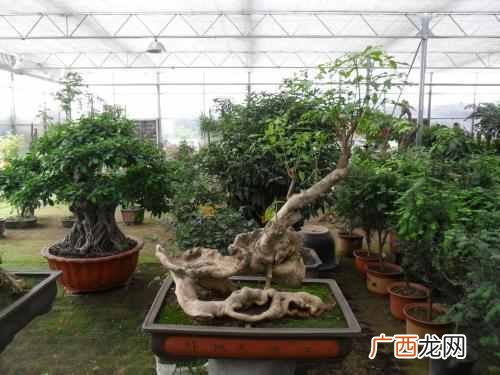 水杉是什么科植物？水杉为什么被称为活化石，
