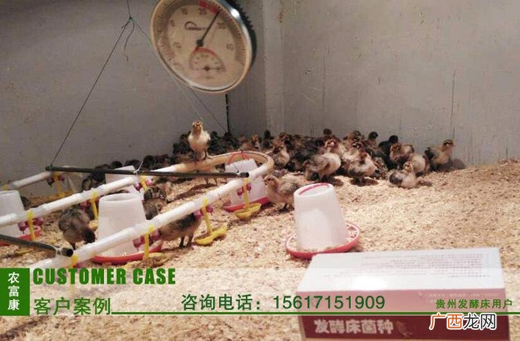 求养鸡技术 科技养鸡技术
