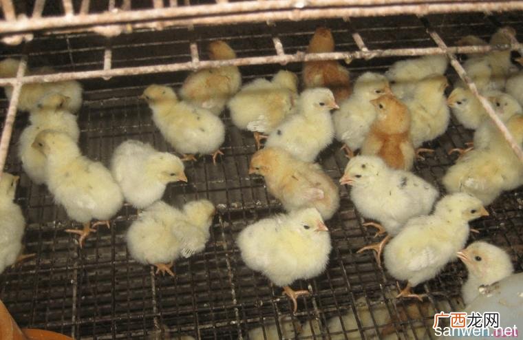 我想养鸡但没有技术 我想学放山养鸡的技术