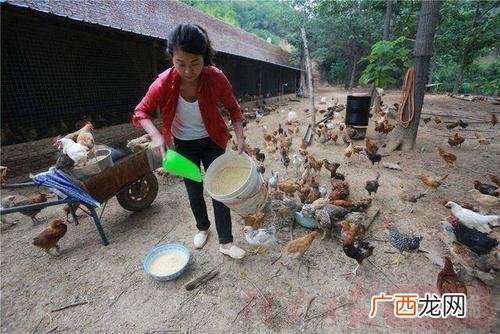 学养鸡技术到哪里学好 我想学养鸡的技术