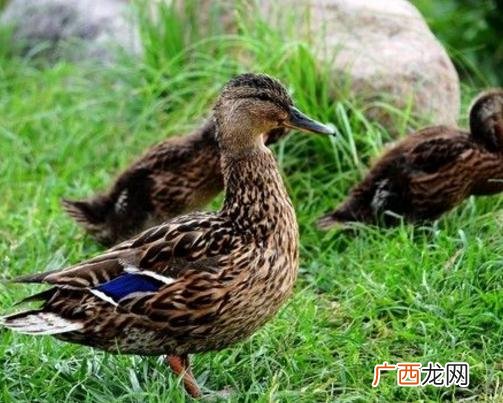 鸡鸭鹅收购市场 野鸭养殖技术视频