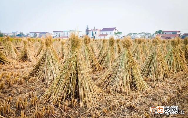 农村干什么赚钱 现在农村干什么行业赚钱