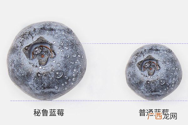 蓝莓越大越好吗正常蓝莓5角钱硬币大小