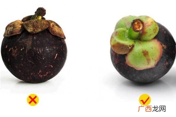 怎样挑选山竹的叶瓣越绿越新鲜