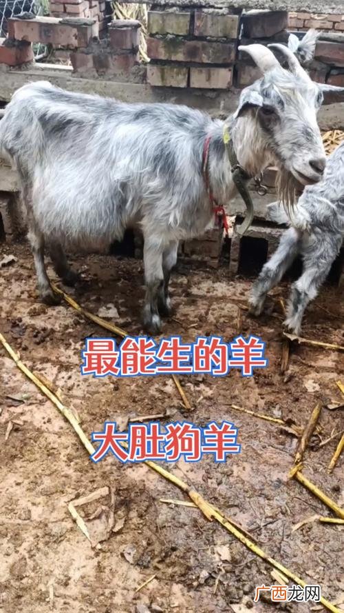 养羊技术指导 养羊业技术指导