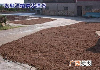 酒糟饲料加工方法 玉米酒糟发酵饲料技术