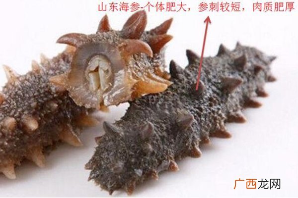 中国海参哪里最好国内海参3大产区