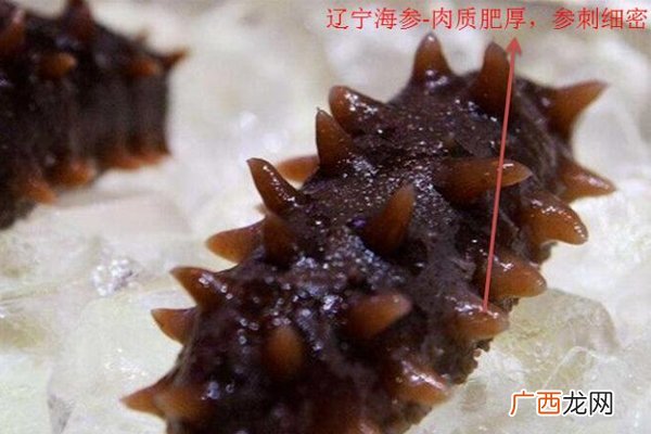 中国海参哪里最好国内海参3大产区
