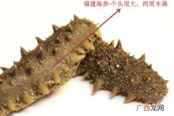 中国海参哪里最好国内海参3大产区