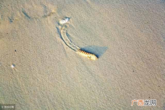 沙虫是什么样子的？杀虫怎么吃