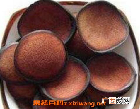 血茸的功效与作用 血茸适合什么人群吃