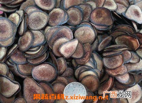 血茸的功效与作用 血茸适合什么人群吃