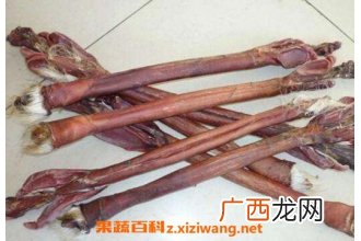 鹿鞭的功效与作用 吃鹿鞭的好处