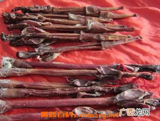 鹿鞭的功效与作用 吃鹿鞭的好处