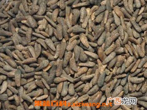 炒牛蒡子的功效与作用