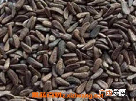 炒牛蒡子的功效与作用
