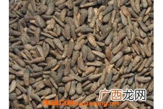 炒牛蒡子的功效与作用