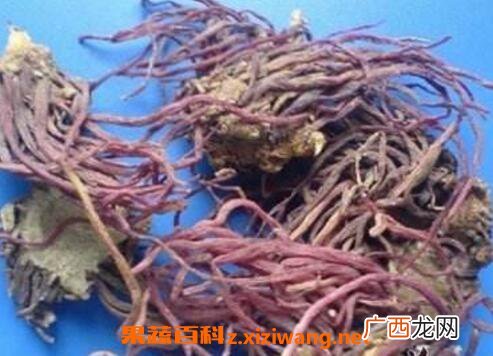蜜紫菀的功效与作用