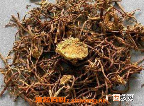 蜜紫菀的功效与作用