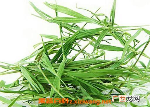 淡竹叶的功效与作用及药用价值