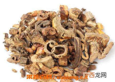 桑白皮的功效与作用及药用价值