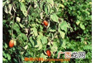 王瓜的功效与作用及药用价值