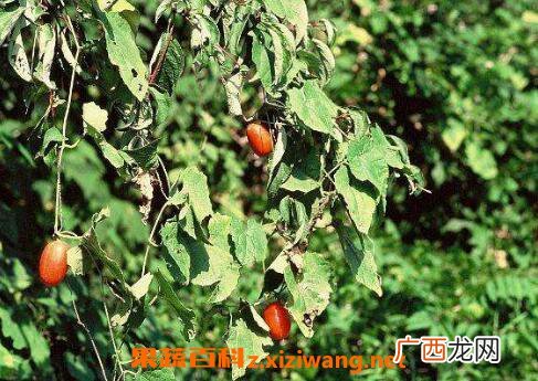 王瓜的功效与作用及药用价值