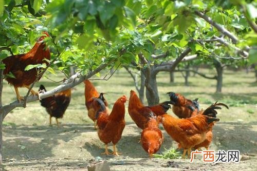 土鸡的养殖与管理技术 土鸡喂料技术