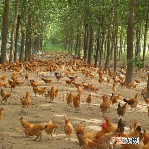 土鸡的养殖与管理技术 土鸡喂料技术
