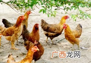 散养土鸡每天喂多少 土鸡喂养技术