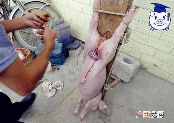 公猪去势是小公猪用什么方法 小公猪去势新技术