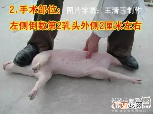 公猪去势是小公猪用什么方法 小公猪去势新技术