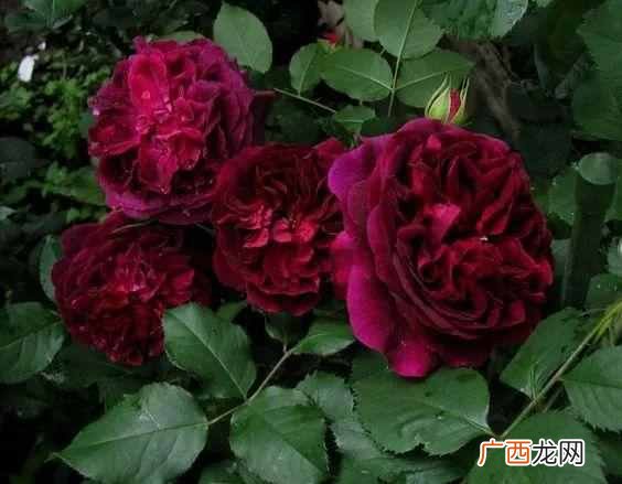 国色天香是什么花？唯有牡丹真国色