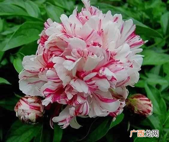 国色天香是什么花？唯有牡丹真国色