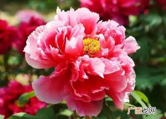 国色天香是什么花？唯有牡丹真国色